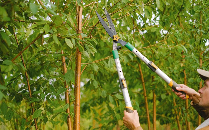 Tree trimming in Waskish, MN
